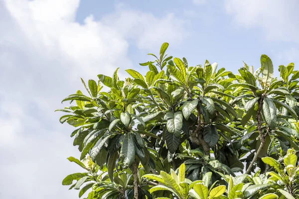 Taze Loquat yaprakları meyve bahçesinde