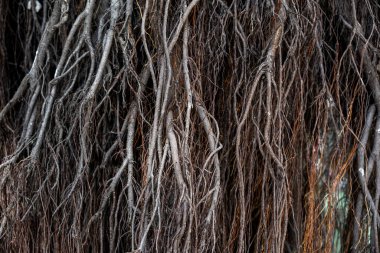 banyan tree roots Close-Up