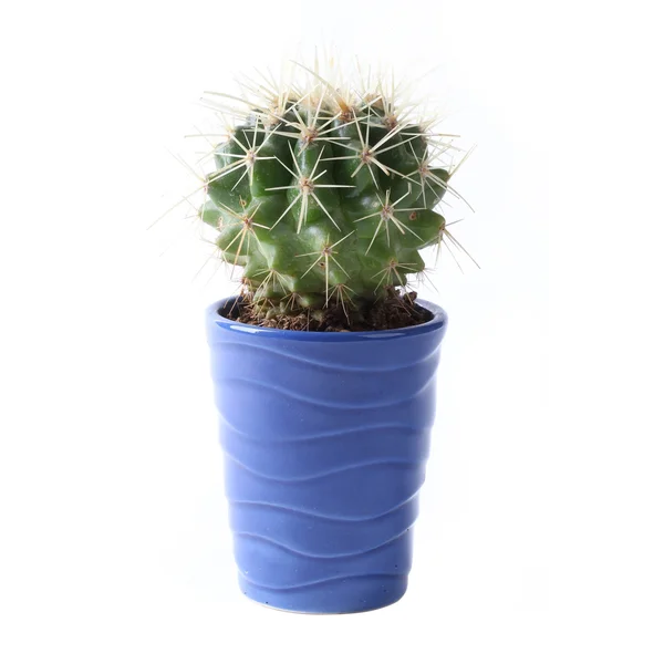 Cactus — Stock Photo, Image