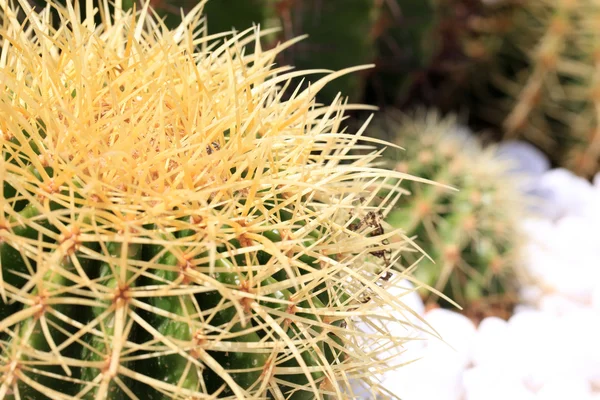 Cactus esférico —  Fotos de Stock