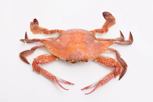 Vařený krab izolovaných na bílém pozadí — Stock fotografie
