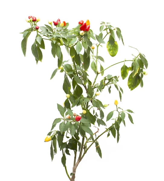 Plantas ornamentales de pimiento rojo, aisladas sobre blanco — Foto de Stock