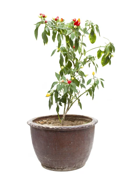 Red pepper ornamental plants, isolated on white — Stock Photo, Image