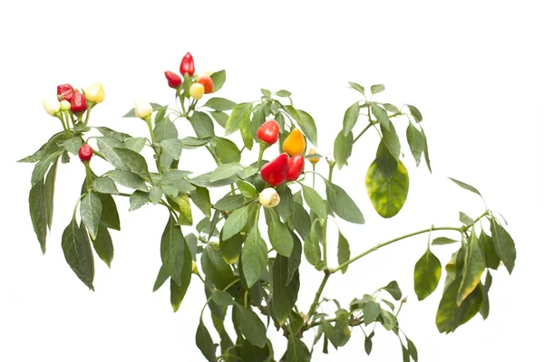 Plantas ornamentales de pimiento rojo, aisladas sobre blanco — Foto de Stock