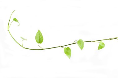 Beyaz arka plan üzerinde izole yeşil turp bitki