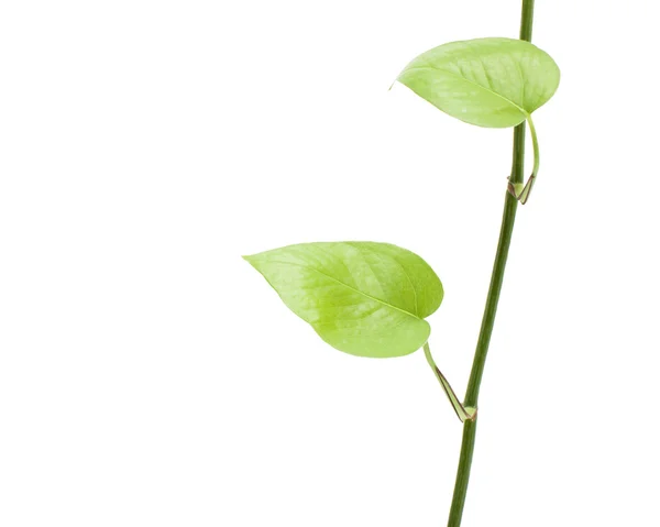 Planta de rábano verde aislada sobre fondo blanco — Foto de Stock
