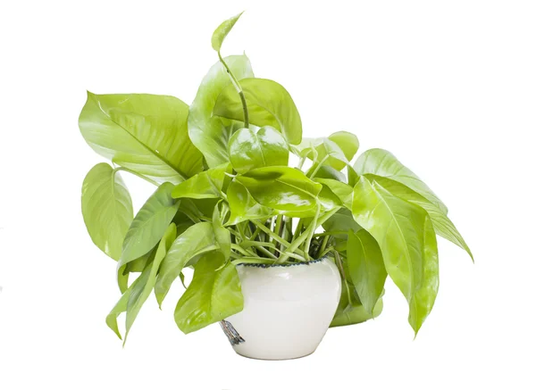 Green radish plant isolated on white background — Stock Photo, Image