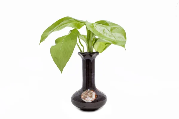 Green radish plant isolated on white background — Stock Photo, Image