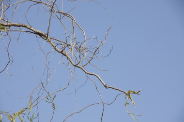 Ölü dallar üzerinde gökyüzü arka plan izole