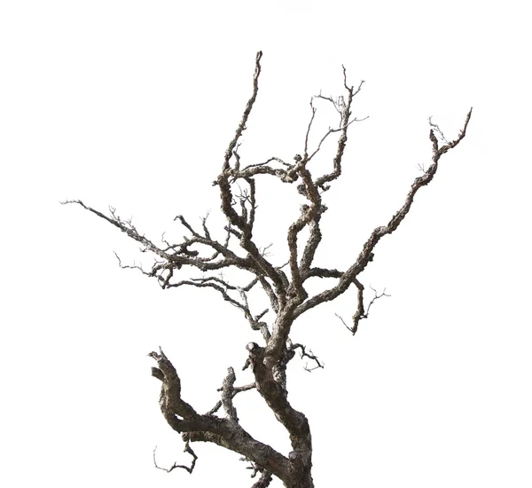 Dead branches isolated on white background — Stock Photo, Image