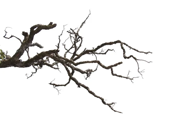 Dead branches isolated on white background — Stock Photo, Image