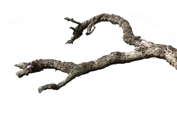 Beyaz arka plan üzerinde izole ölü dallar
