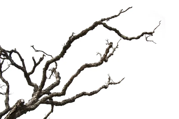 죽은 가지 흰색 배경에 고립 — 스톡 사진
