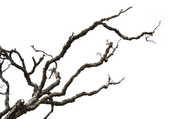 Dead branches isolated on white background