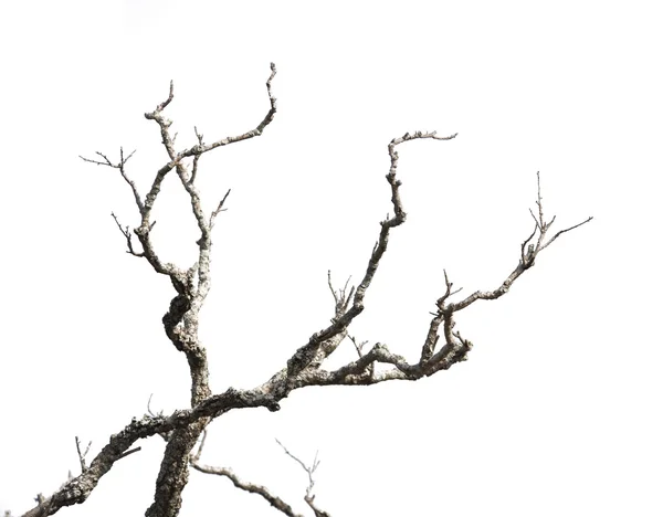 Döda grenar isolerad på vit bakgrund — Stockfoto
