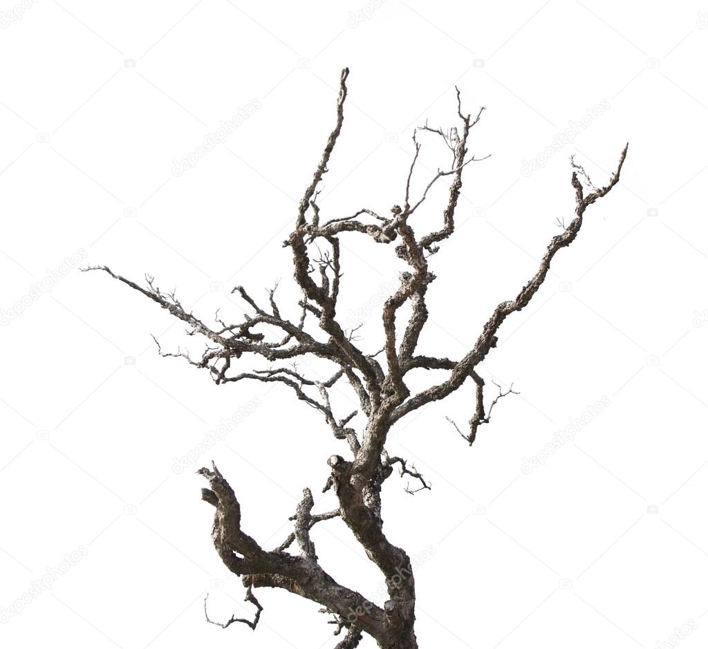 Dead branches isolated on white background