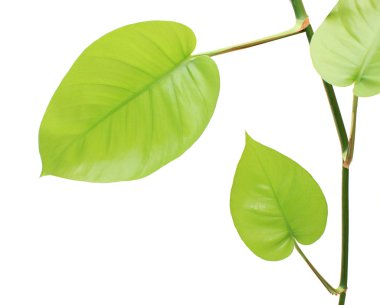 Beyaz arka plan üzerinde izole yeşil turp bitki