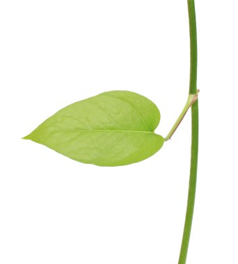 Beyaz arka plan üzerinde izole yeşil turp bitki