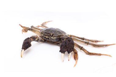 yengeç beyaz arkaplanda izole edildi