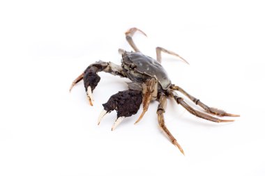 yengeç beyaz arkaplanda izole edildi