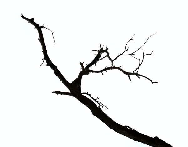 Dead branches isolated on white background — Stock Photo, Image