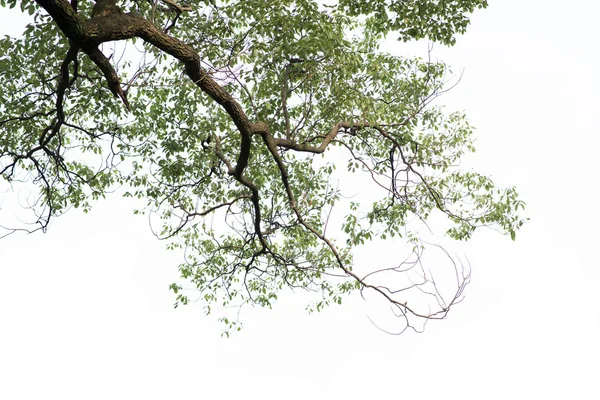 Beyaz arkaplanda yeşil yaprak izole edildi