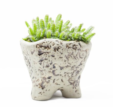 Germinated young dragon fruit plants in a ceremic pot on white background clipart
