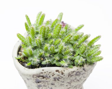 Genç dragon meyve bitkiler beyaz zemin üzerine bir ceremic tencerede germinated
