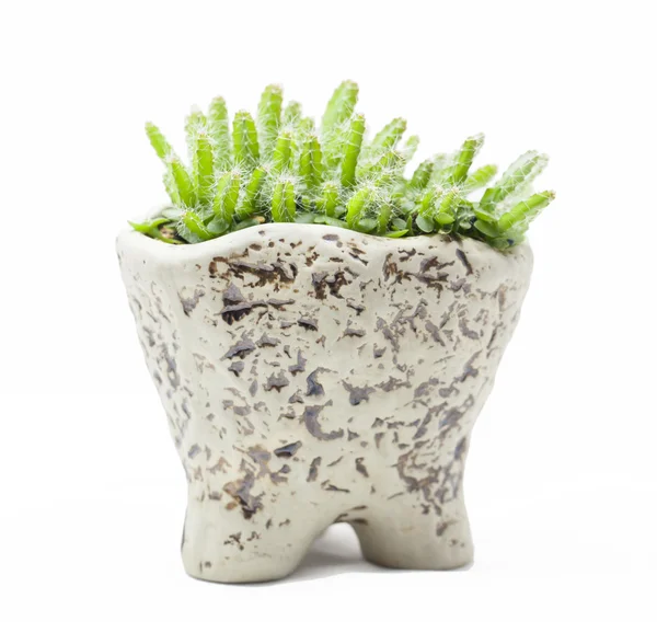 Germinated young dragon fruit plants in a ceremic pot on white background — Stock Photo, Image