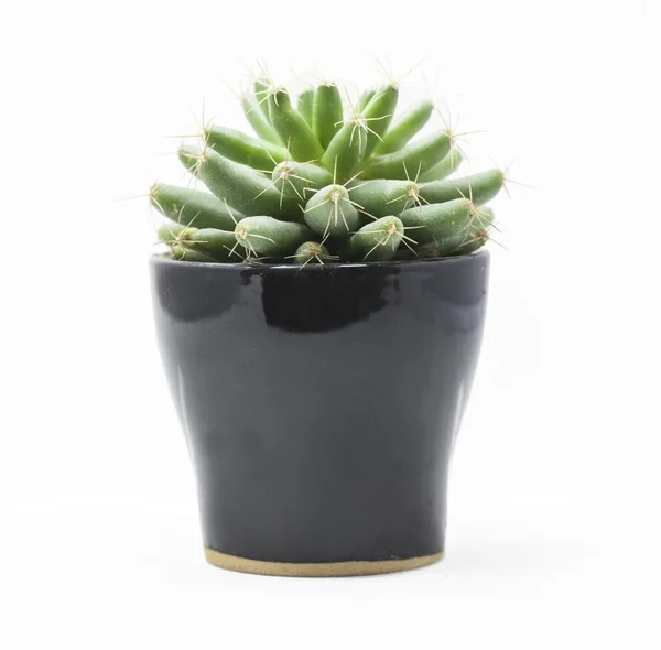 Succulents in a black pot isolated on white background — Stock Photo, Image