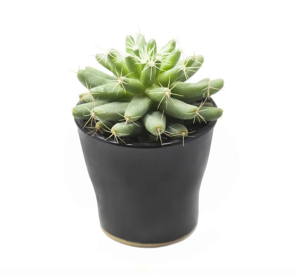 Succulents in a black pot isolated on white background — Stock Photo, Image