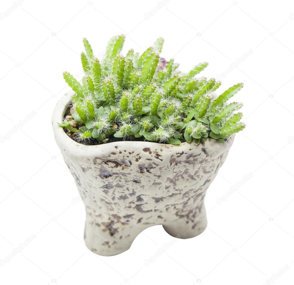Germinated young dragon fruit plants in a ceremic pot on white background