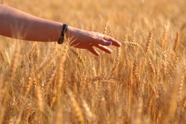 Gün batımında güneşin aydınlattığı bir buğday tarlası.