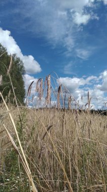 Mavi gökyüzü arka planında buğday tarlası