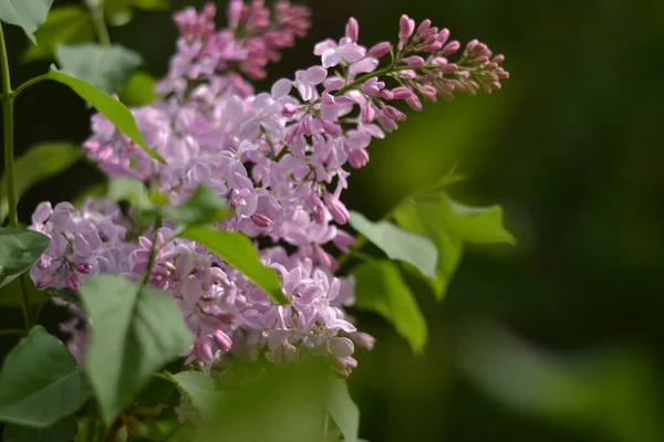 Bahar bahçesinde leylak çalıları çiçek açıyor.
