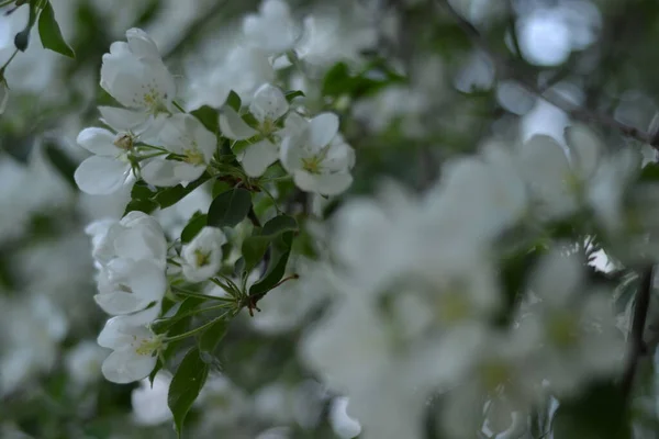 Bahar bahçesinde çiçek açan bir elma ağacı