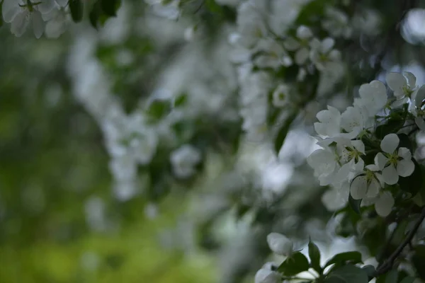 Bahar bahçesinde çiçek açan bir elma ağacı