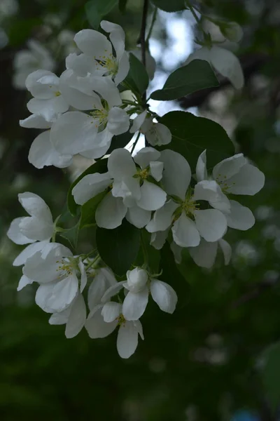 Ett Blommande Äppelträd Vårträdgården — Stockfoto