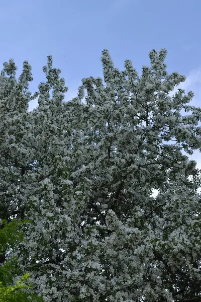 Bahar bahçesinde çiçek açan bir elma ağacı