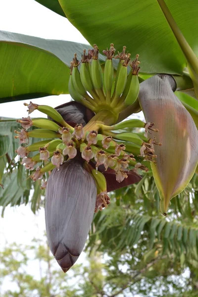 Türkiye 'de muz filizlendi, alışılmadık bir tür