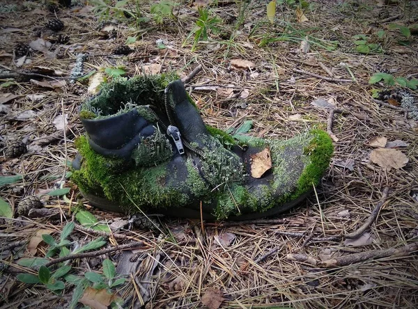 Sapatos Velhos Floresta — Fotografia de Stock