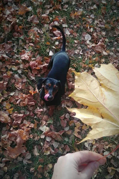 Bir dachshund sonbahar parkında yürür, akçaağaç yaprakları yakalar.