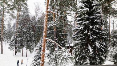Karda kış ormanı, soğuk gün, karda ağaçlar, Noel günü, kar, karda çam ağaçları