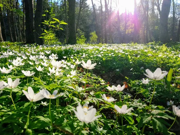 Bos Glade Met Bloeiende Planten Zomer Bos Witte Bloemen Het Stockfoto