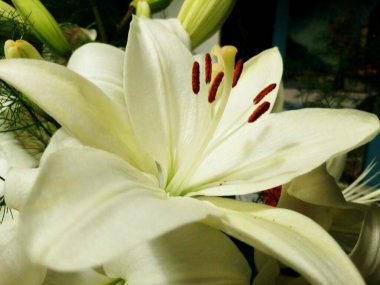 Çiçek açan tomurcukları olmayan, yeşillik kokulu nilüferler.