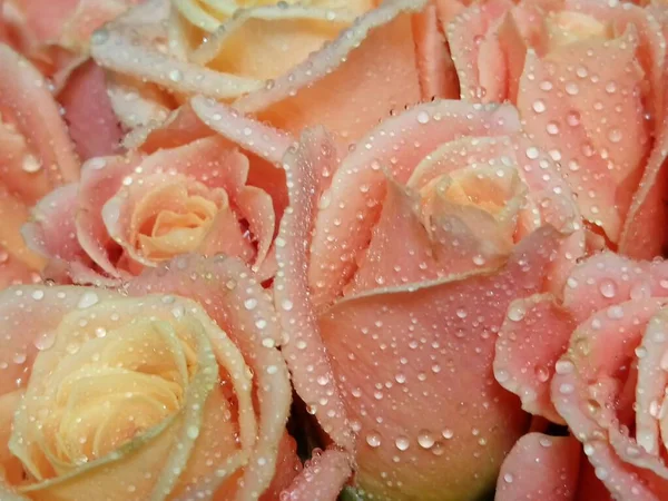 Close Rosa Rosas Com Gotas Água Pétalas — Fotografia de Stock