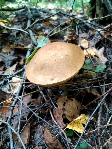 Mushroom in the forest, summer mushroom forest, beautiful mushroom