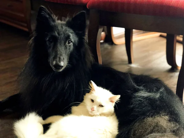 Kat Een Hond Huis Een Witte Kat Een Zwarte Hond — Stockfoto
