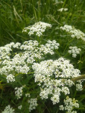 Güzel orman çiçekleri, bahar ormanı çiçeklerle dolu.