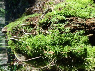 Orman yosunu, yeşil yosun.